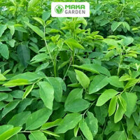 Hạt giống rau Ngót Rado 621