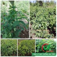 Hạt giống rau ngót ta có bán gói 1kg