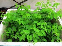 Hạt giống rau ngót