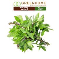 Hạt giống rau Quế gói 2gr, húng quế, sinh trưởng tốt, kháng bệnh tốt, thu hoạch nhanh G07