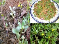 Hạt giống rau sam