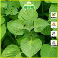 Hạt giống Rau Thơm Mè Hàn Quốc Lá Mè Vừng Trồng Quanh Năm, Sinh Trưởng Khỏe - Hạt Giống Rạng Đông