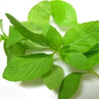 Hạt Giống Rau Thơm Sản ( É Trắng ) - 2 Gram