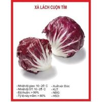 Hạt giống rau xà lách cuộn tím CT349 - Gói 0.2gram