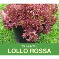 Hạt Giống Rau Xà Lách Tím Lollo Rossa 2gr - - Lá màu đỏ đậm, bìa lá có khía sâu, cây xòe