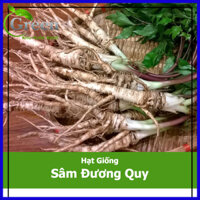 Hạt Giống Sâm Đương Quy Thảo Mộc 100H