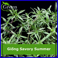 Hạt Giống Savory Summer Hương Thảo Châu Âu