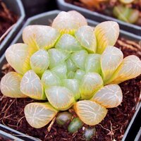 Hạt Giống Sen Đá Kim Cương - Ngược Nắng Vẫn Tỏa Sáng Lung Linh