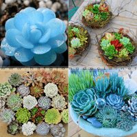 Hạt Giống Sen Đá Nhiều Màu ( Xanh Ngọc, Lá, Dương)