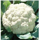 HẠT GIỐNG SÚP LƠ TRẮNG ÁI ÁI