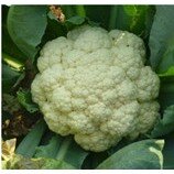 HẠT GIỐNG SÚP LƠ TRẮNG BÍCH NGÂN