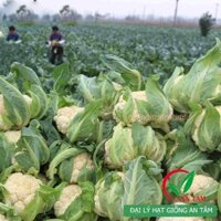 Hạt giống súp lơ trắng F1