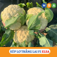Hạt giống súp lơ trắng lai F1 ELSA