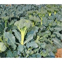 Hạt giống súp lơ xanh baby F1