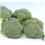 HẠT GIỐNG SÚP LƠ XANH HỌA Y