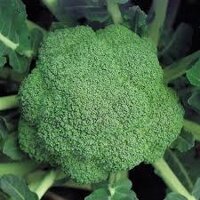 Hạt giống Súp Lơ xanh lai kháng bệnh, chịu nhiệt