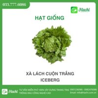 Hạt giống xà lách cuộn trắng iceberg bọc men Hà Lan giá rẻ