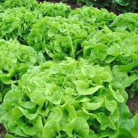 HẠT GIỐNG XÀ LÁCH LÁ SỒI XANH OAKLEAF - 2 GRAM