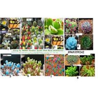 Hạt giống Xương rồng cảnh, sen đá. tai thỏ, thạch lan , đá sống lithops, xương rồng mini tỷ lệ nảy mầm 100 - Xương rồng cảnh