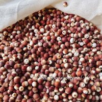 Hạt khiếm thực nguyên vỏ cám (thuộc họ của hạt sen)