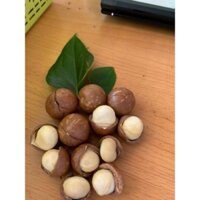 Hạt macca daklak to, đều hạt, sấy chín giòn, đảm bảo không hôi dầu (tặng kèm khui) 500gr