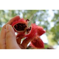 HẠT MÀU ĐIỀU _ BỘT CÀ RI 500gr