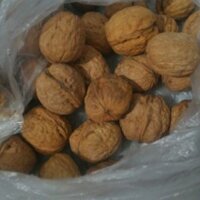 Hạt óc chó úc