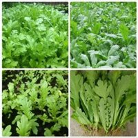 Hạt Rau Cải Cúc Nếp - Cải Cúc Nếp F1 Siêu Ngon - Gói 20Gr và 50Gr