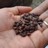 Hạt rau mầm rau muống Indonesia siêu giòn ngọt - 200g