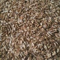 Hạt thì là (giảm cân) (trồng cây)