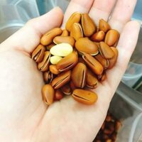 HẠT THÔNG MỸ Tách vỏ  - 250g - 500g - 1kg