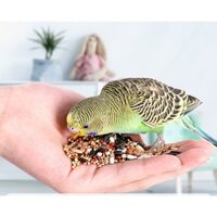 Hạt trộn cho chim vẹt Lovebird, Yến Phụng, Cocktaie lẻ 1kg 2,5kg 5kg
