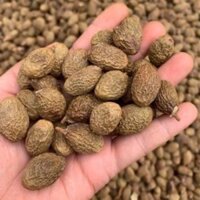 Hạt Ươi Bay Chuẩn Rừng 100g / 200g( Hạt đười ươi )