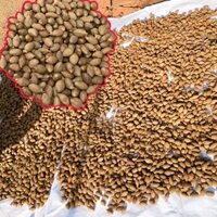 HẠT ƯƠI BAY LOẠI 1 thu hoạch từ rừng già