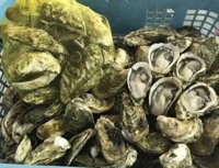 Hàu Sữa Pháp (Con)