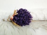 HC01 – Lavender