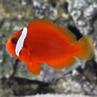 HỀ CÀ CHUA – TOMATO CLOWNFISH
