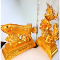 heo đất, lợn đất  - Cá Kim Long, Cá Vàng thạch cao