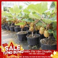 HG13 Hạt Giống Kiwi - 30 Hạt