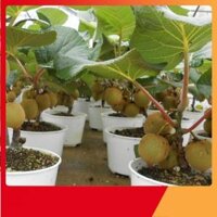 HG13 Hạt Giống Kiwi Lùn Giàu Dinh Dưỡng Gói 20 hạt