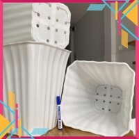 hhh Size 30-35 Chậu nhựa trắng sọc vuông hhho Thakico trồng cây kiểng hoa