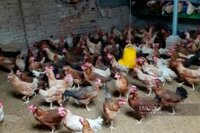 Hiểu rõ mô hình, lợi ích, điều kiện nuôi gà cho công ty