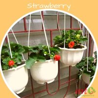 [HMDU08] Combo 15 Cây Giống Dâu Tây Chịu Nhiệt Quả Ngọt