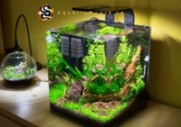 Hồ Cá Thuỷ Sinh Đẹp