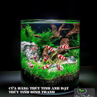 Hồ cá Thủy Tinh 15cm x 20cm, hồ cá mini thủy tinh để bàn trang trí, chậu thủy tinh trồng cây thủy sinh