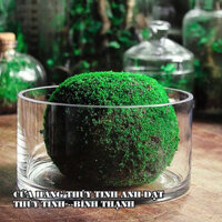 Hồ cá Thủy Tinh, hồ cá mini thủy tinh để bàn trang trí, chậu thủy tinh trồng cây thủy sinh 20 x 10cm