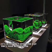 Hồ cá Thủy Tinh vuông 15cm x 15cm, hồ cá mini thủy tinh để bàn trang trí, chậu thủy tinh trồng cây thủy sinh