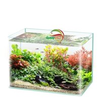 Hồ đúc thủy tinh nuôi cá siêu trong