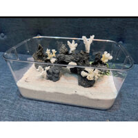 HỒ NUÔI ỐC MƯỢN HỒN HỘP TRONG SUỐT FULL PHỤ KIỆN CHĂM - CÓ HOẢ TỐC