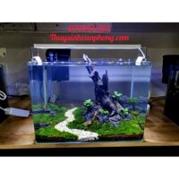 Hồ Thủy Sinh văn phòng, thủy sinh để bàn làm việc, mô phỏng thảm cỏ thiên nhiên, lũa gỗ